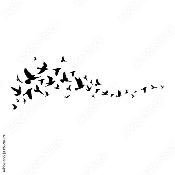Obraz Flying birds silhouette illustration. Vector background