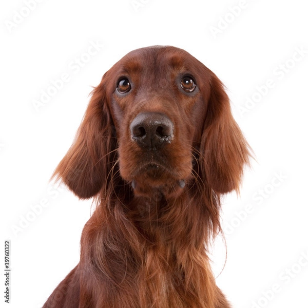 Obraz Irish Setter
