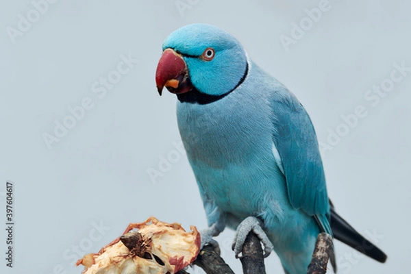 Fototapeta Close up of a blue Ringneck Parakeet (Psittacula krameri) eating an apple and isolated on blue background.