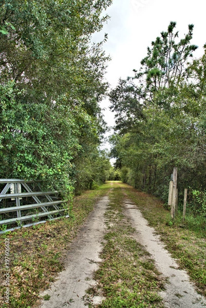 Fototapeta Isolated country driveway through the woods with open gate   