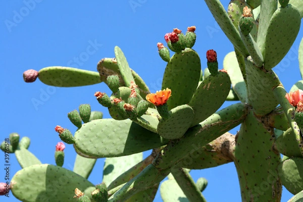 Obraz Cactus