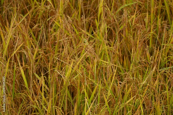 Obraz Close up shot of paddy ready to harvest as background