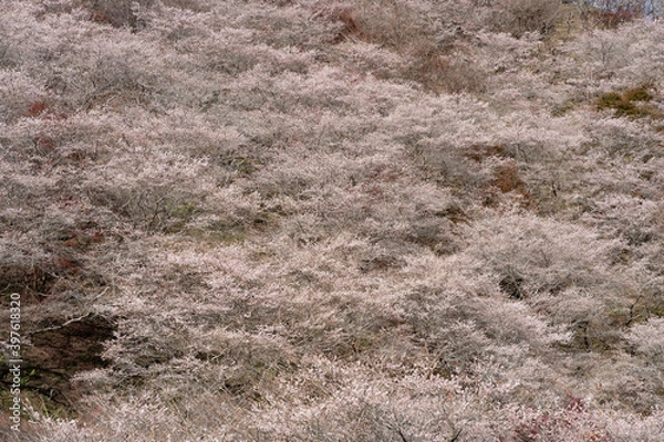 Obraz 満開の川見四季桜と紅葉