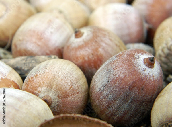 Fototapeta Acorns