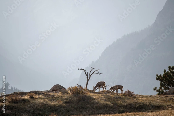 Fototapeta Mule Deer