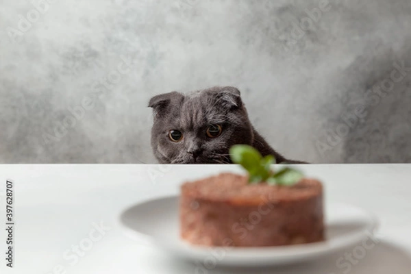 Obraz cat looking for food