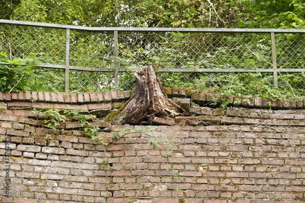 Obraz Tree stump breaks through a brick wall
