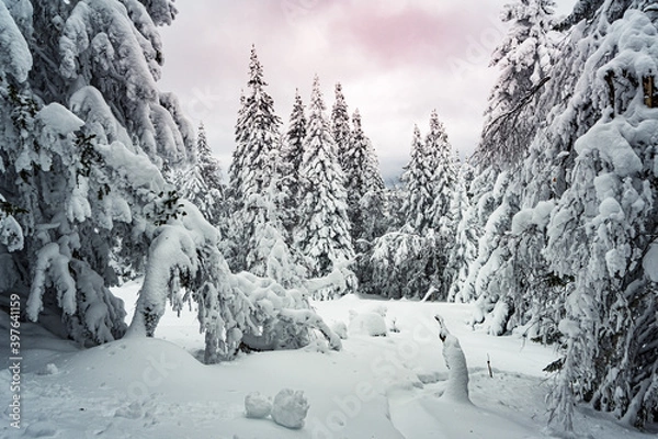 Obraz Frozen fir trees under pink sunset sky. Russian winter forest with thick branches.