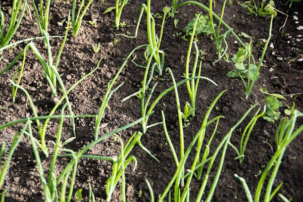 Obraz Green onion feathers in summer garden