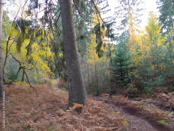 Obraz autumn in the forest