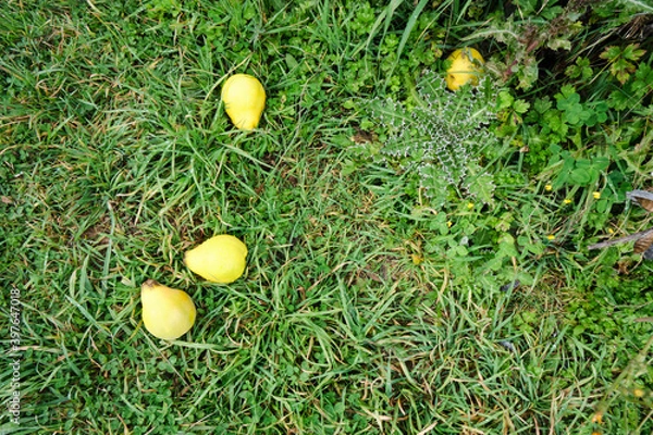 Obraz pears in the grass