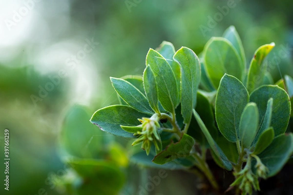 Obraz Green Manzanita bush leaves texture