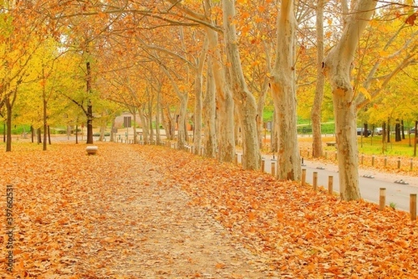 Obraz path in the park full  of trees and beautiful orange tones, red, fall, trees, color, avenue