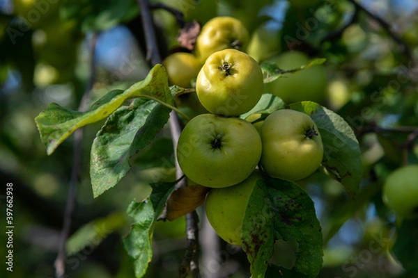 Obraz Green apples hangs on the branch of apple tree in orchard. Sunny day. Selective focus. Natural organic food theme.