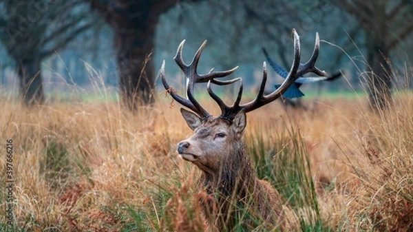 Obraz deer in the woods