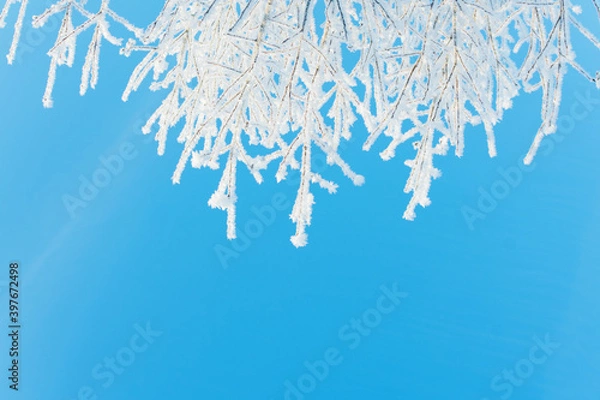 Fototapeta Clean blue sky and tree branches in frost as winter background with copy space