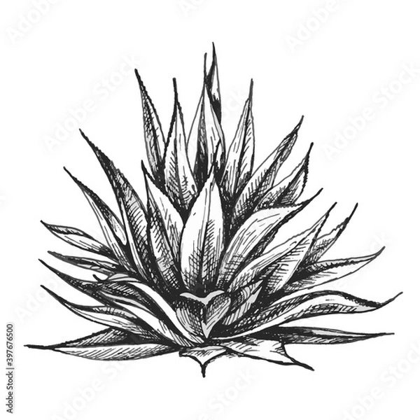 Obraz Cactus blue agave. Vector vintage hatching illustration. Isolated on white