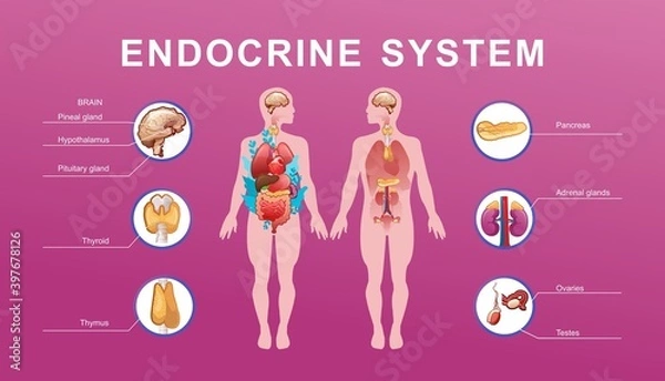 Obraz human endocrine system vector illustration