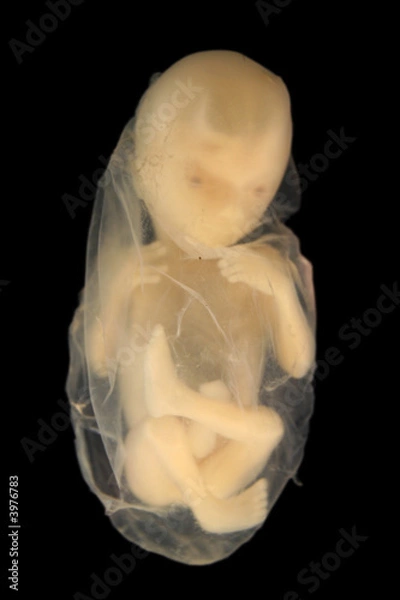 Fototapeta Płód na czarnym