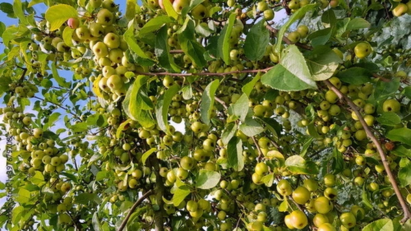 Fototapeta apples on tree