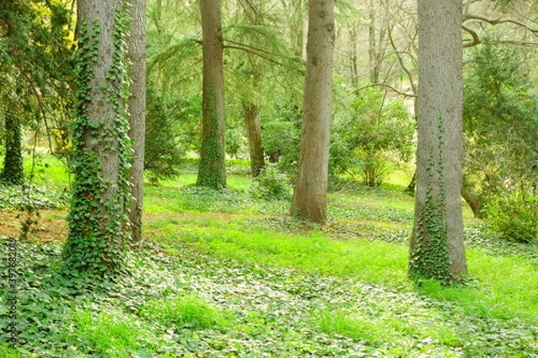Obraz footpath in the woods full of plants and grass, 