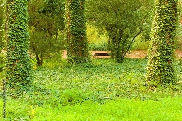 Obraz grass in the park, trees with climbing plants, deep forest, green, nature, 
