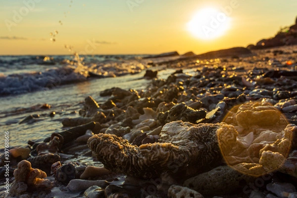 Obraz Coral close up view at beach sunset