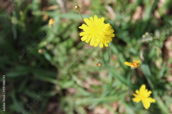 Obraz Caravaggio Brazil