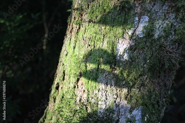 Obraz Caravaggio Brazil