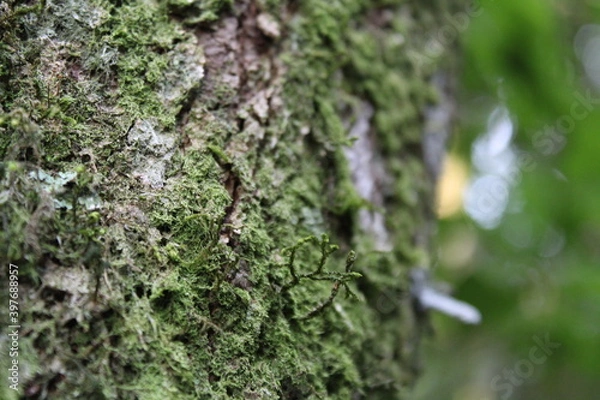 Obraz Caravaggio Brazil