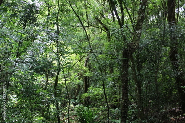 Obraz Caravaggio Brazil