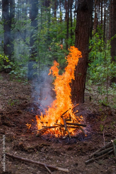 Obraz Camp-fire in the forest.