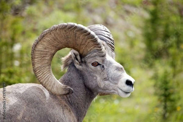 Obraz Mountain Sheep