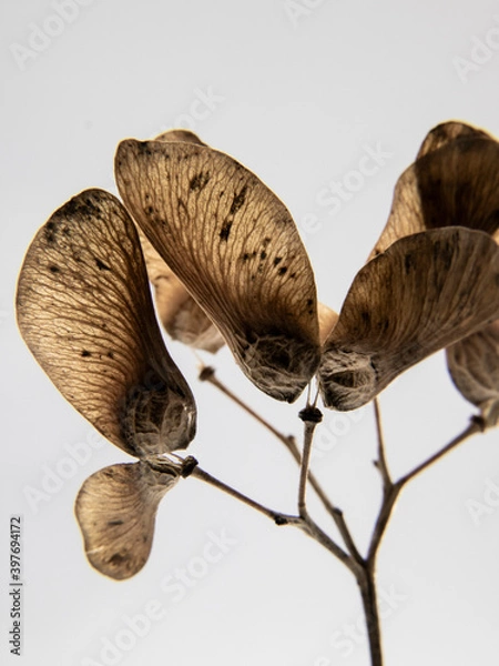 Obraz seed pods