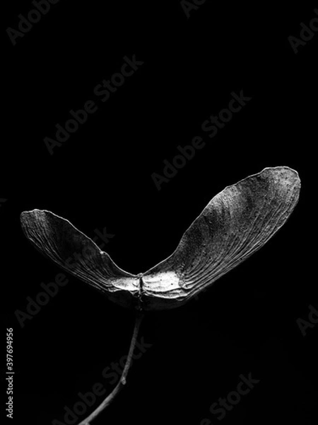 Fototapeta seed pods