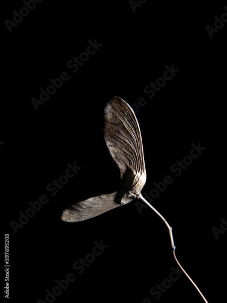 Fototapeta seed pods