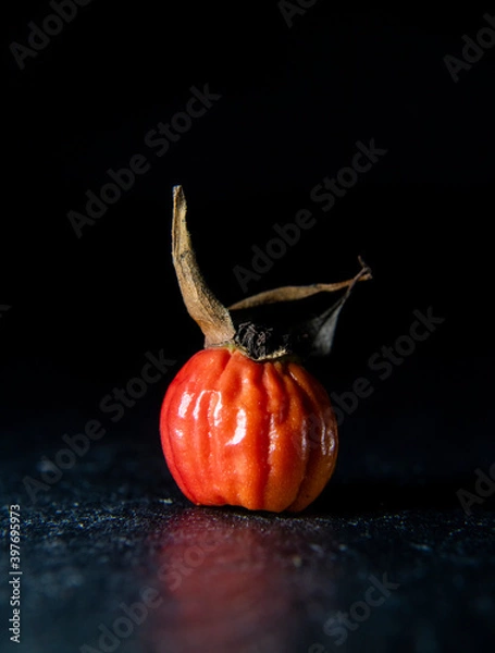 Fototapeta multi colored seed pod