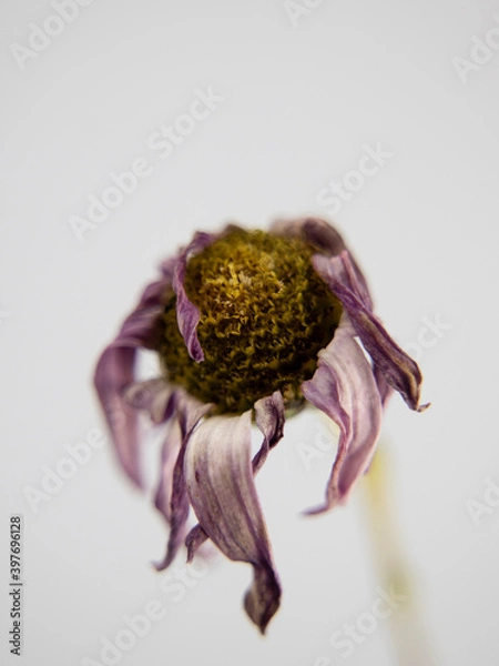 Fototapeta withered flower