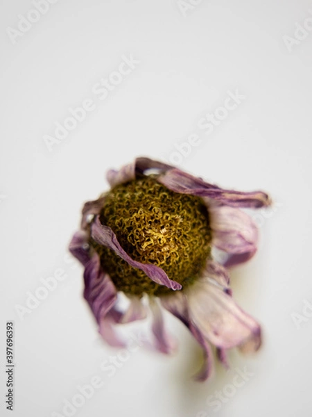 Obraz withered flower