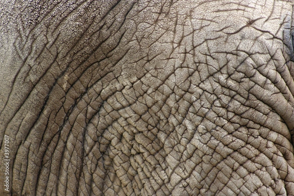Fototapeta Elephant Skin