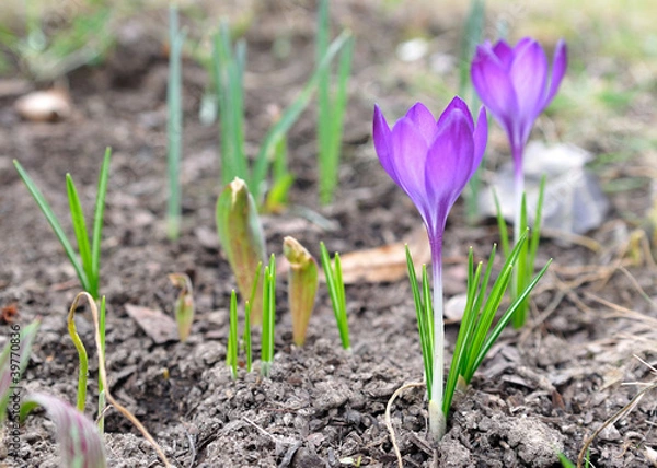 Fototapeta Crocus flowers.