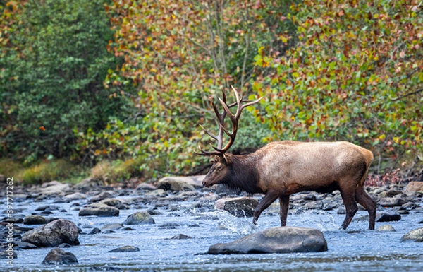 Fototapeta Elk crossing stream