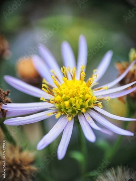 Obraz Fleur détails 