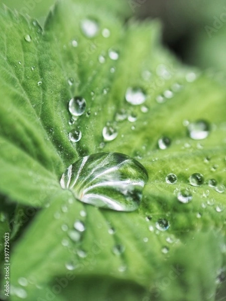 Obraz Feuilles et gouttes