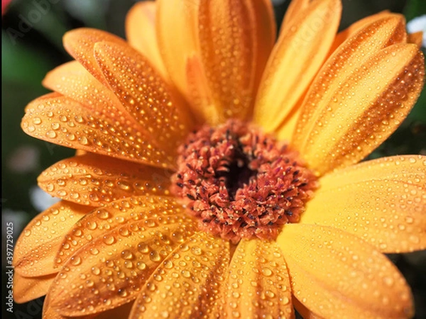 Obraz Fleur et gouttes