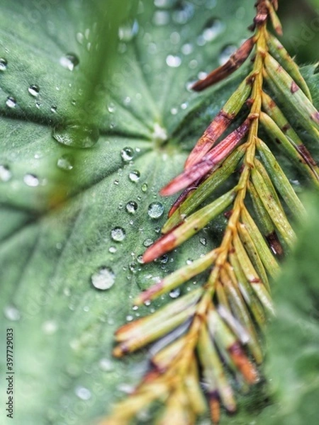Obraz Feuilles et gouttes