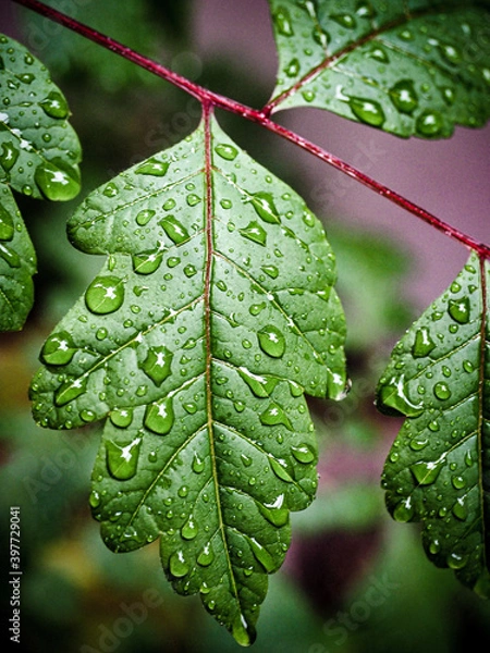 Obraz Feuilles et gouttes