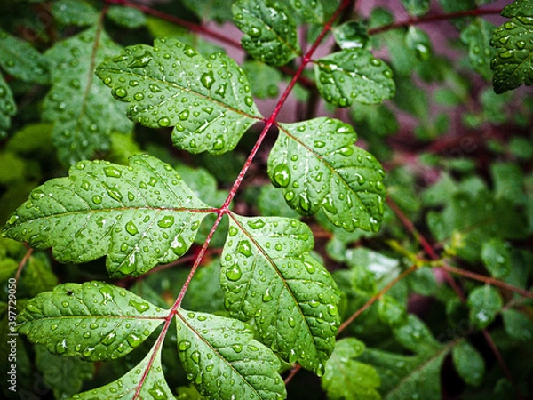 Obraz Feuille et gouttes