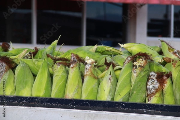 Obraz Maiz Huitlacoche