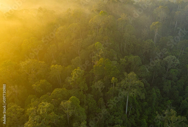 Obraz View of forest tree in Borneo